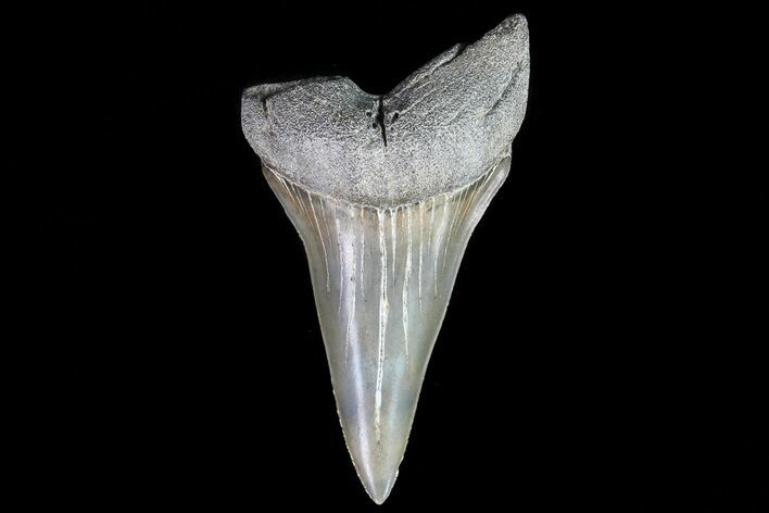 Bargain Fossil Mako Shark Tooth - Georgia #75080